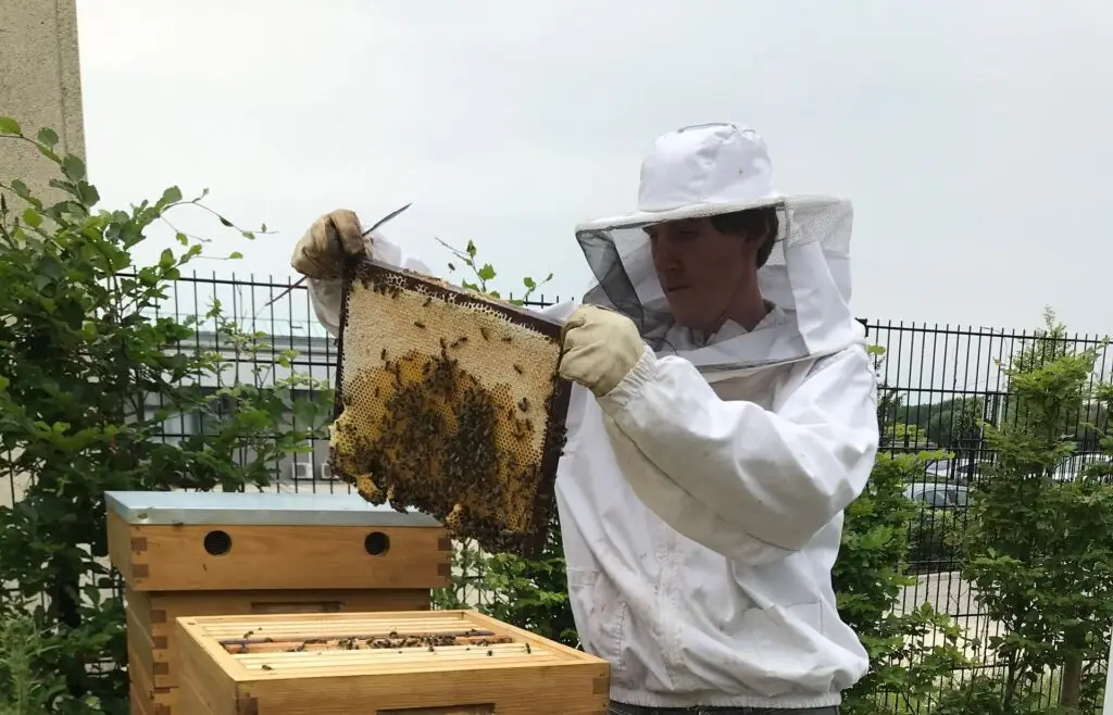 Renotec bijenproject: imker inspecteert honingraat met actieve bijen boven een open bijenkast, als onderdeel van duurzaam beheer en bevordering van biodiversiteit op het bedrijfsterrein.