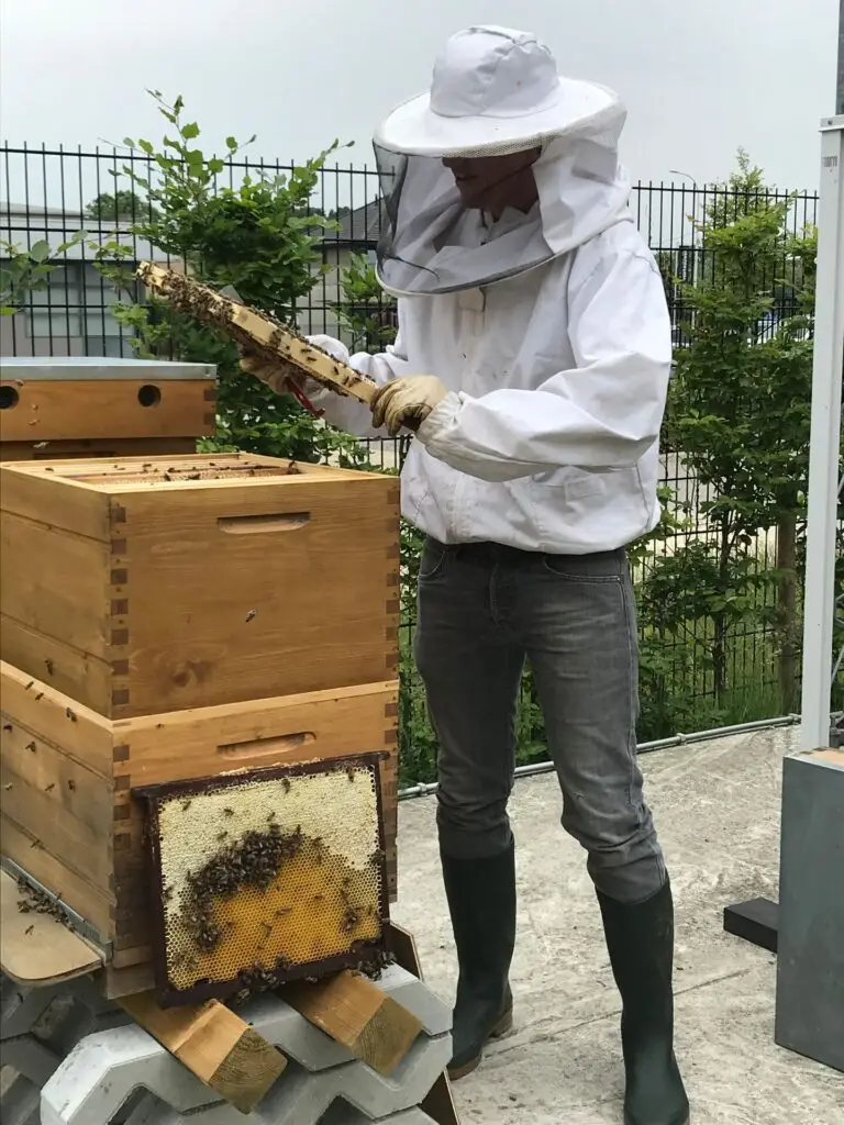 Imker beheert Renotec bijenkasten en inspecteert een honingraat met bijen op een bedrijfsterrein, als onderdeel van duurzaamheidsinitiatief rond biodiversiteit en bijenproject.