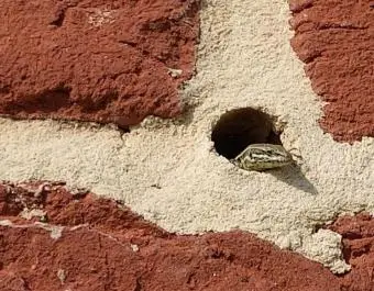 Muurhagedis die voorzichtig uit een klein gat in een bakstenen muur kijkt, met rode bakstenen en lichte voegmortel op de achtergrond.